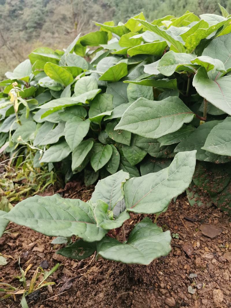 虎杖苗、驯化高产虎杖苗肉虎杖，基地直销。