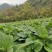 虎杖苗、驯化高产虎杖苗肉虎杖，基地直销。
