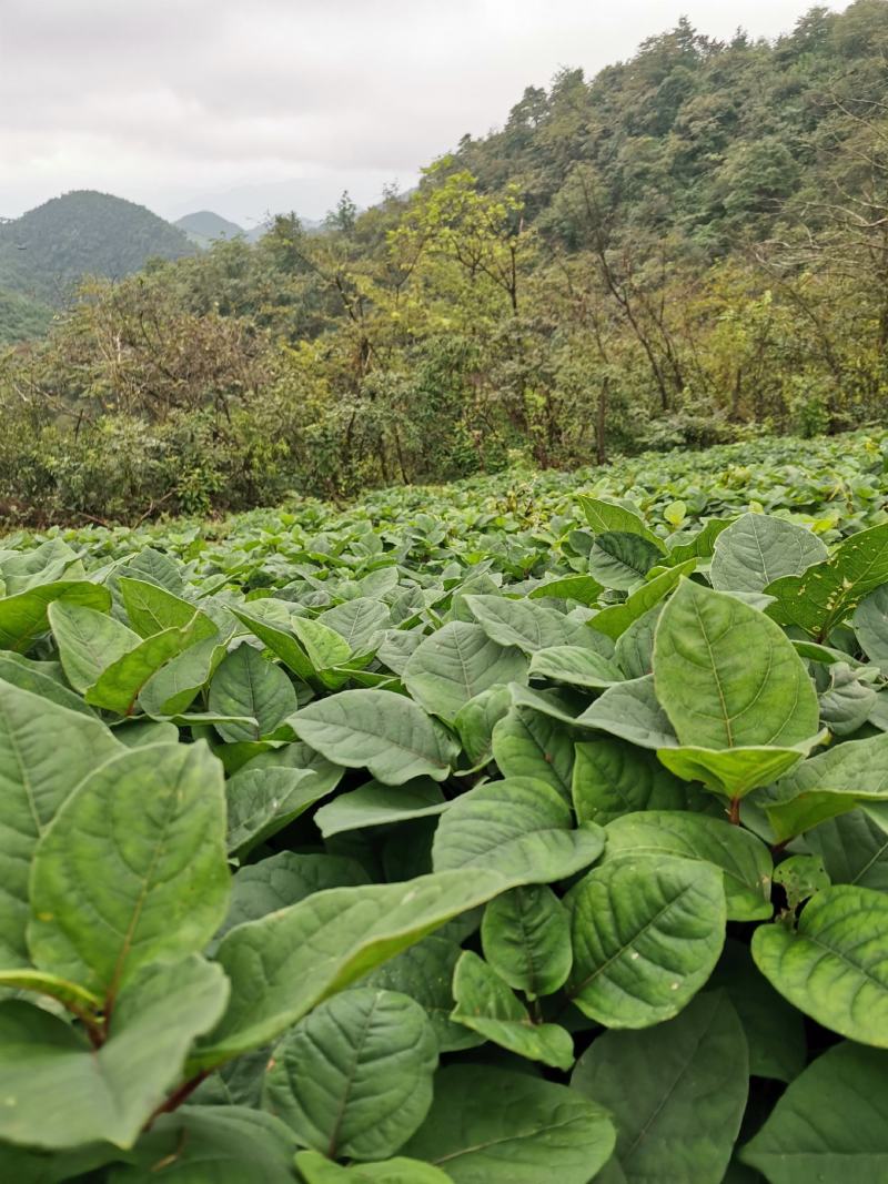 虎杖苗、驯化高产虎杖苗肉虎杖，基地直销。