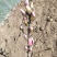 矮化玉兰，四季如意玉兰。高度50_80公分，花苞满满，树