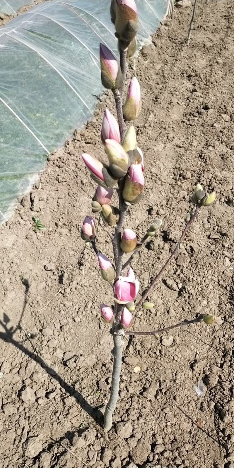 矮化玉兰，四季如意玉兰。高度50_80公分，花苞满满，树