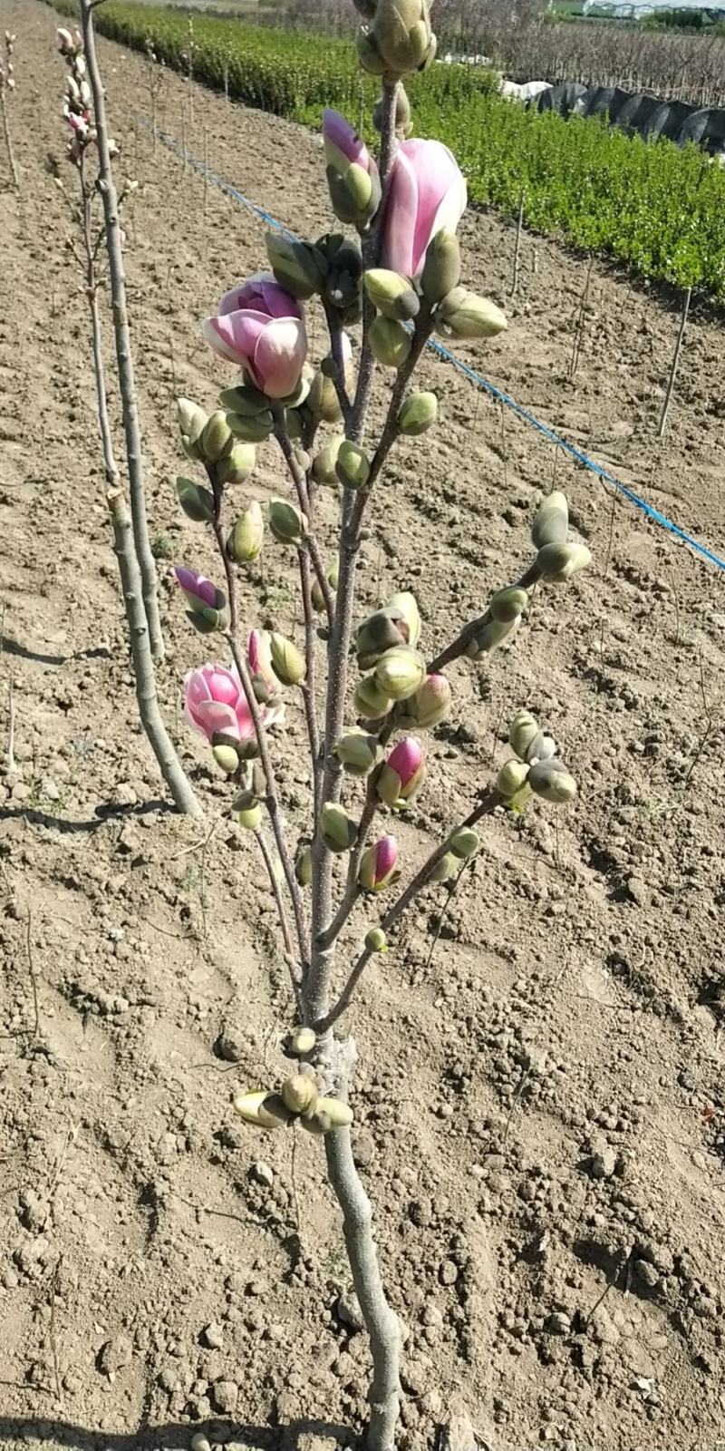 矮化玉兰，四季如意玉兰。高度50_80公分，花苞满满，树