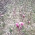 矮化玉兰，四季如意玉兰。高度50_80公分，花苞满满，树