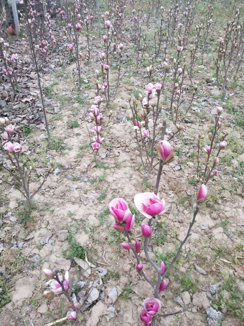 矮化玉兰，四季如意玉兰。高度50_80公分，花苞满满，树