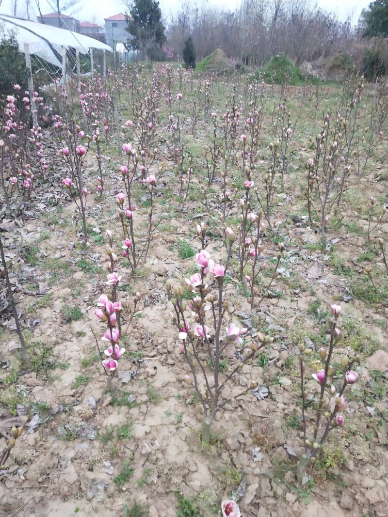 矮化玉兰，四季如意玉兰。高度50_80公分，花苞满满，树