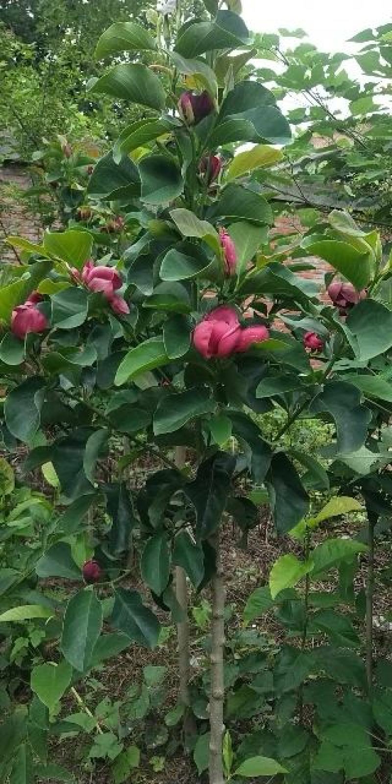 玉兰。3_15公分，红，黄，白，大量现货。欢迎来电