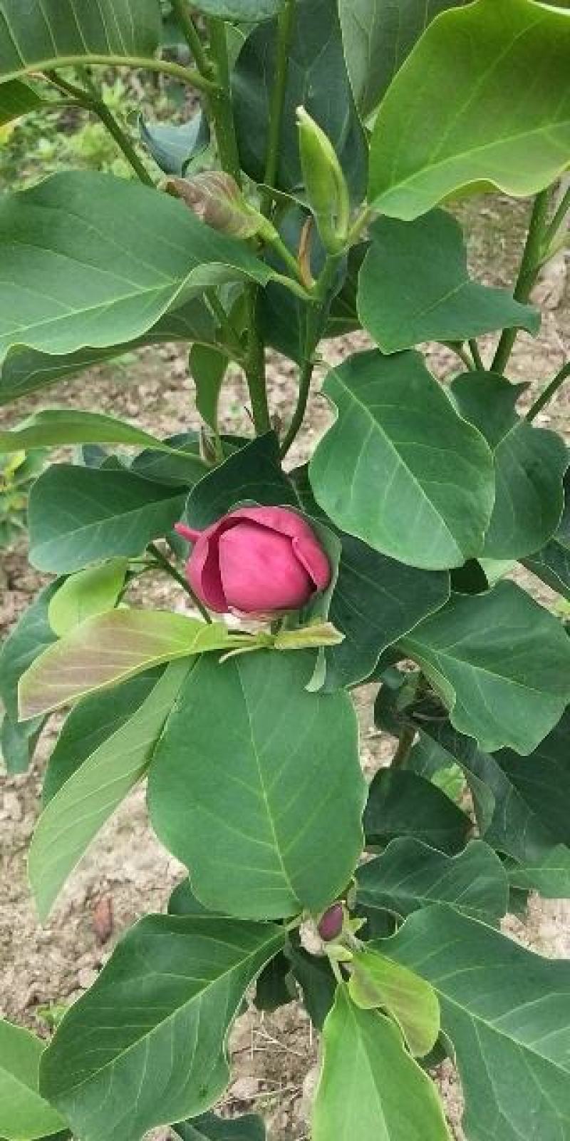 玉兰。3_15公分，红，黄，白，大量现货。欢迎来电