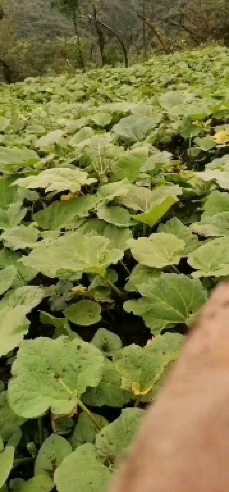 大黄苗，大黄除草专用，不伤苗，基地直销，产地货源。