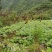 大黄苗，大黄除草专用，不伤苗，基地直销，产地货源。