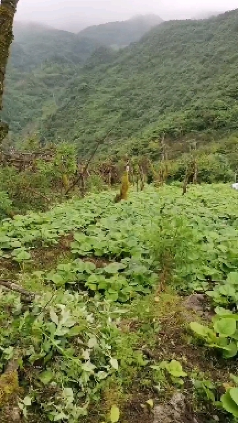 大黄苗，大黄除草专用，不伤苗，基地直销，产地货源。