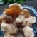 榆耳菌干货素食榆耳菇榆蘑菇榆树菇五斤包邮灵芝菇