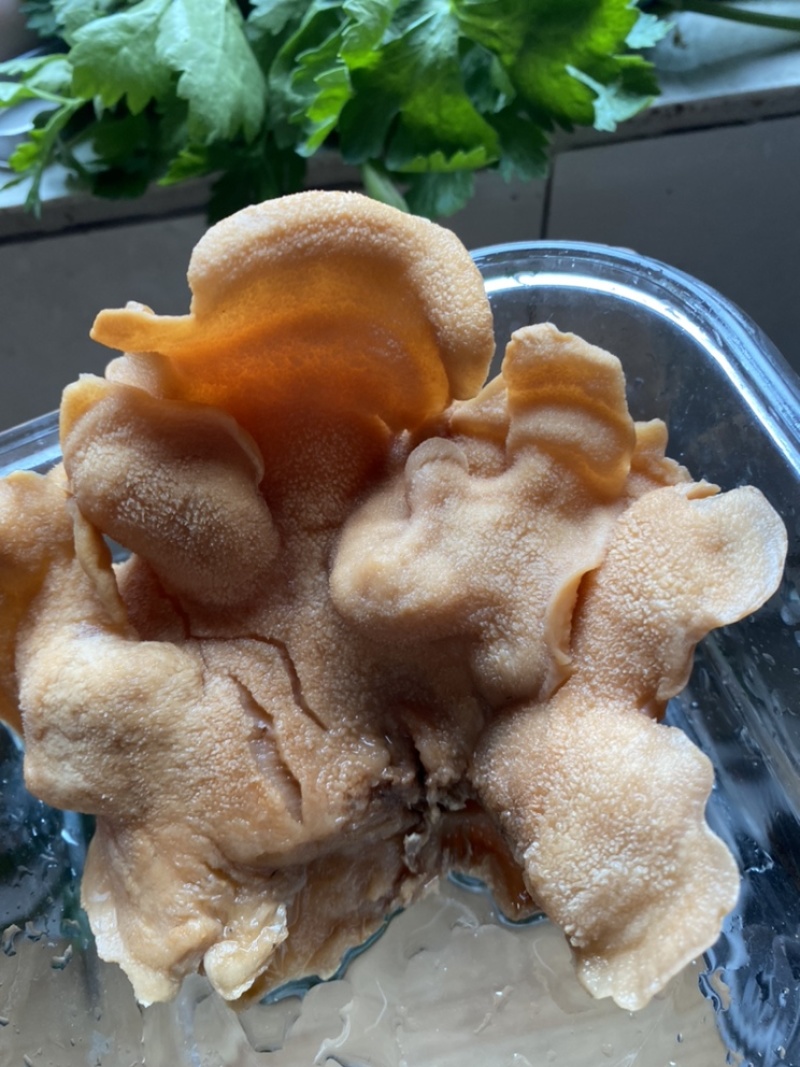 榆耳菌干货素食榆耳菇榆蘑菇榆树菇五斤包邮灵芝菇