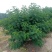 黄花槐，丛生黄花槐，黄花槐球，1200个黄花任君选购