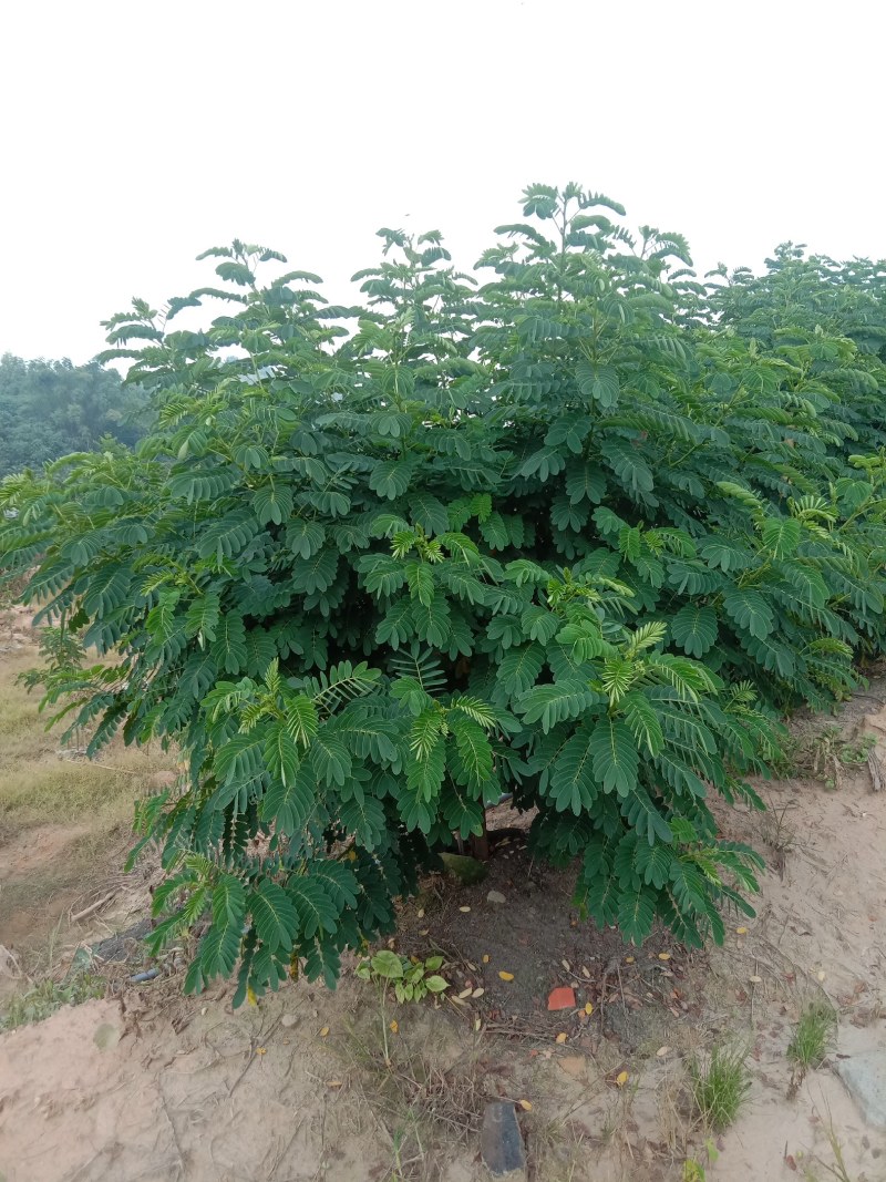 黄花槐，丛生黄花槐，黄花槐球，1200个黄花任君选购
