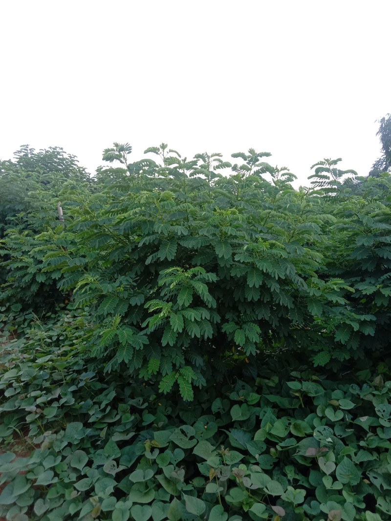 黄花槐，丛生黄花槐，黄花槐球，1200个黄花任君选购