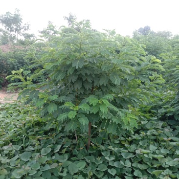 黄花槐，丛生黄花槐，黄花槐球，1200个黄花任君选购