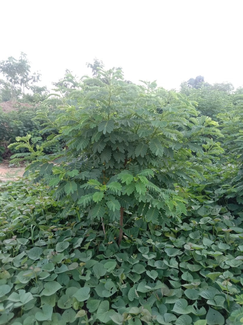 黄花槐，丛生黄花槐，黄花槐球，1200个黄花任君选购
