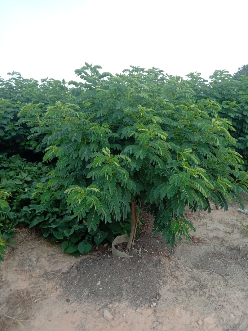 黄花槐，丛生黄花槐，黄花槐球，1200个黄花任君选购