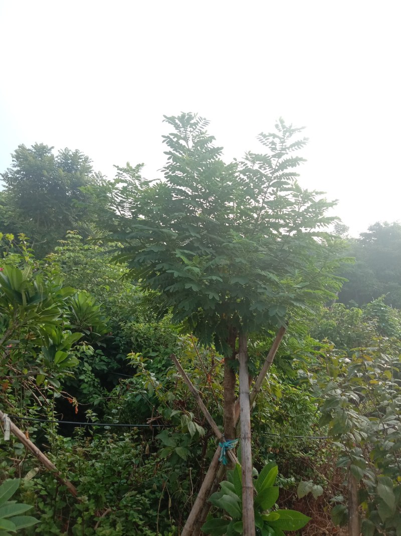 黄花槐，丛生黄花槐，黄花槐球，1200个黄花任君选购