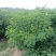 黄花槐，丛生黄花槐，黄花槐球，1200个黄花任君选购