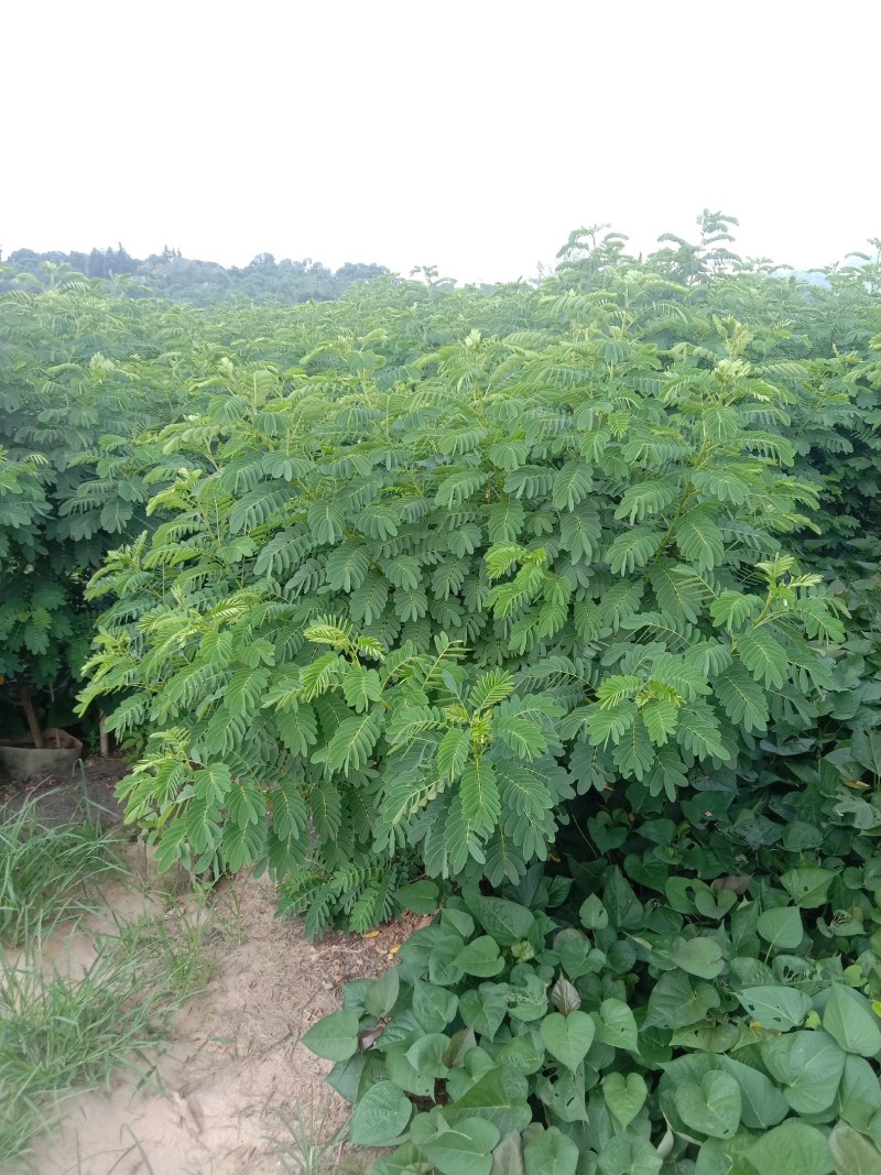 黄花槐，丛生黄花槐，黄花槐球，1200个黄花任君选购