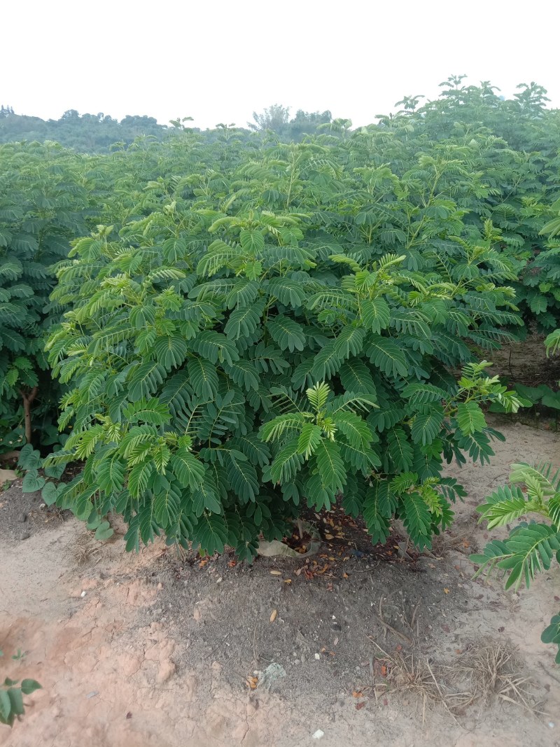 黄花槐，丛生黄花槐，黄花槐球，1200个黄花任君选购