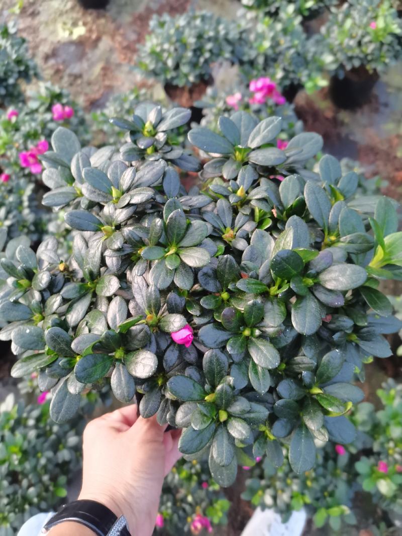紫色杜鹃，基地直销，精选发货比利时杜鹃花盆栽四季开花