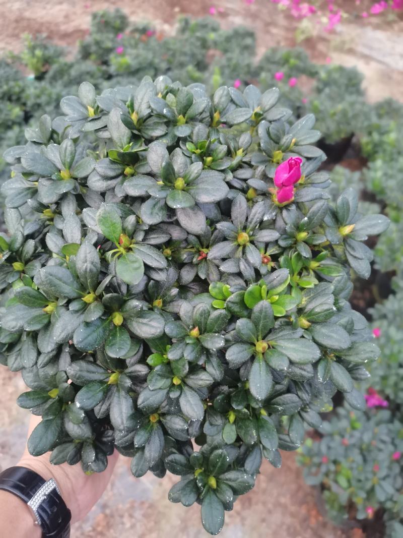 紫色杜鹃，基地直销，精选发货比利时杜鹃花盆栽四季开花