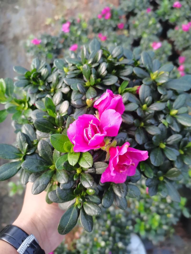 紫色杜鹃，基地直销，精选发货比利时杜鹃花盆栽四季开花