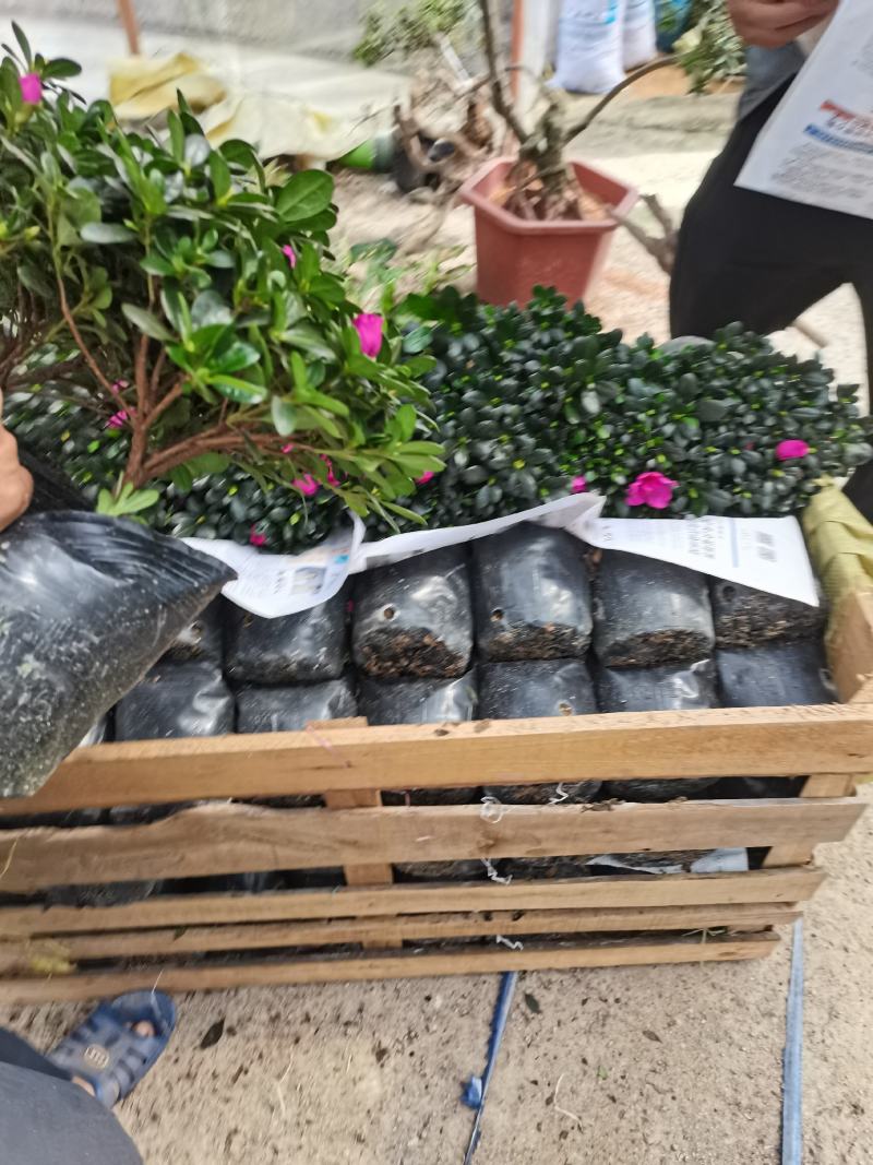 紫色杜鹃，基地直销，精选发货比利时杜鹃花盆栽四季开花