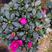紫色杜鹃，基地直销，精选发货比利时杜鹃花盆栽四季开花