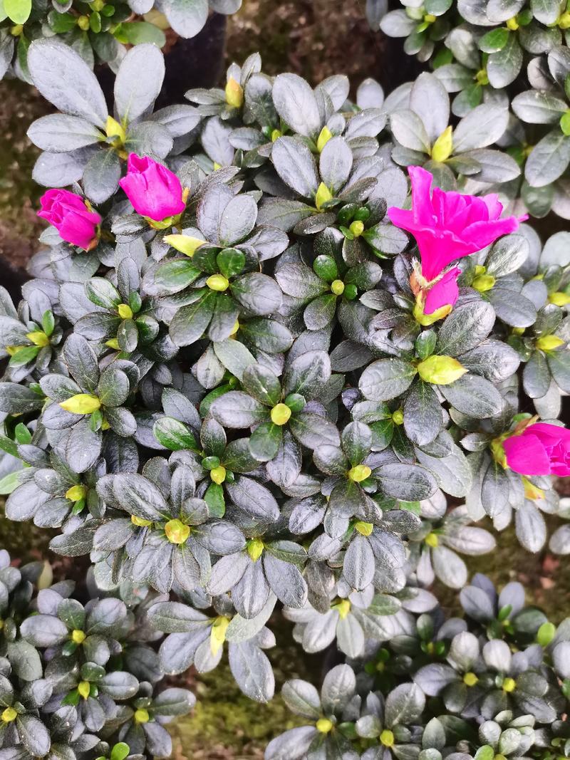 紫色杜鹃，基地直销，精选发货比利时杜鹃花盆栽四季开花