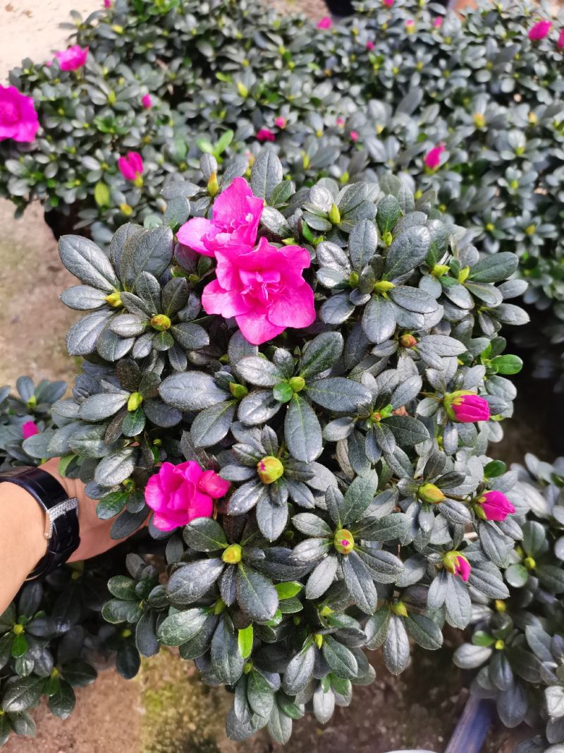 紫色杜鹃，基地直销，精选发货比利时杜鹃花盆栽四季开花