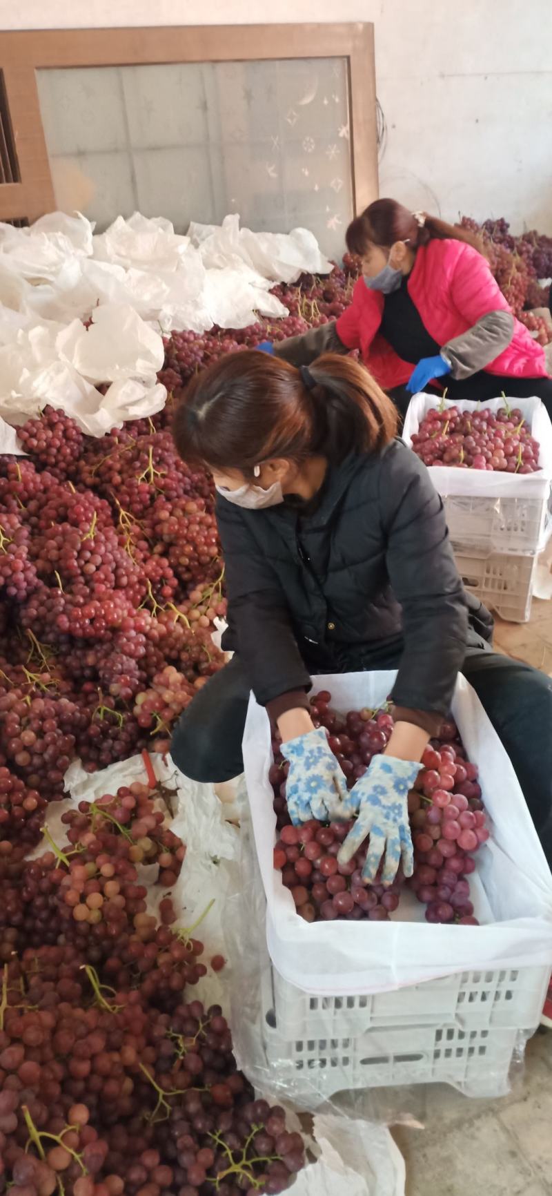 【推荐】精品红提葡萄大量上市颗粒大品质好，欢迎客户联系