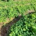 热销防己粉防己（别明千斤藤）生鲜货干货大量上市