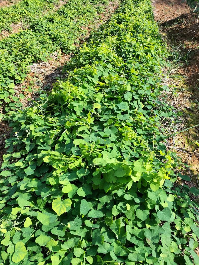 热销防己粉防己（别明千斤藤）生鲜货干货大量上市