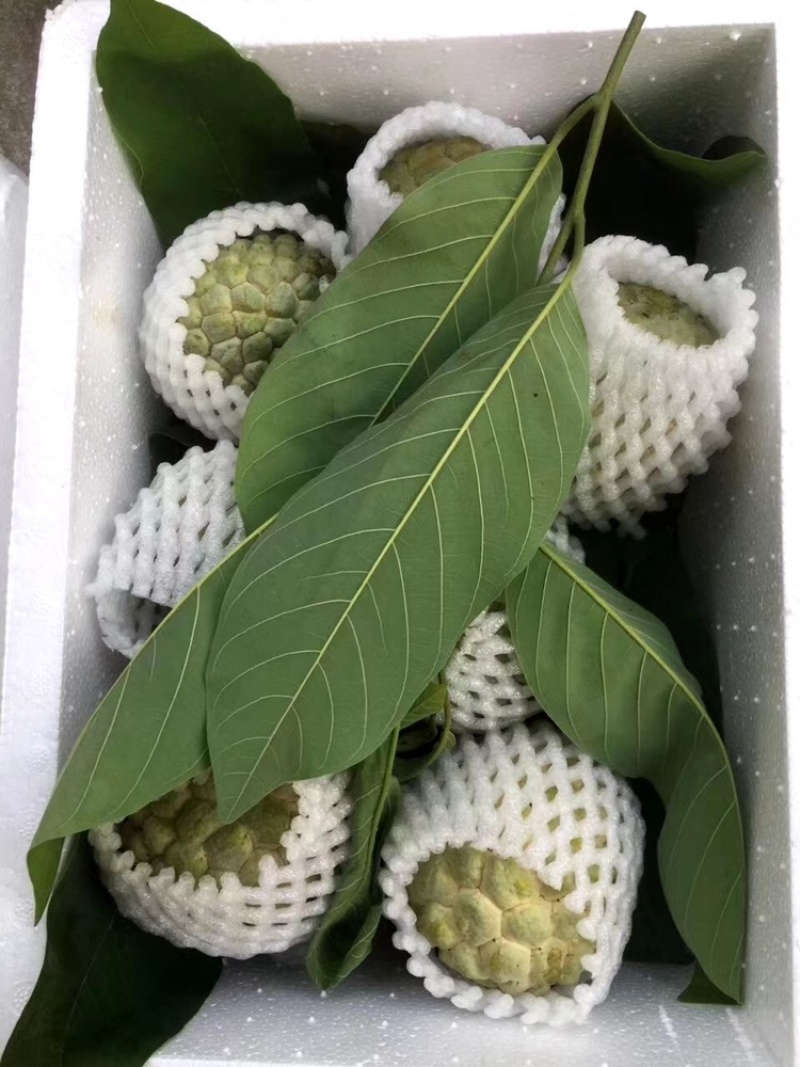 释迦林檎果现摘现发