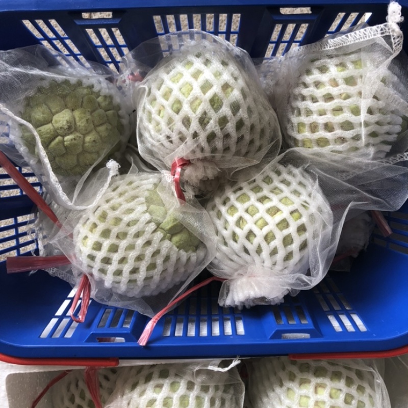释迦林檎果现摘现发