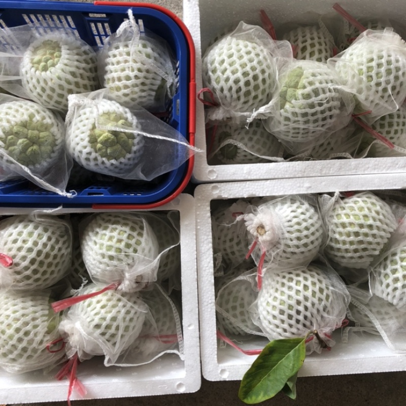 释迦林檎果现摘现发