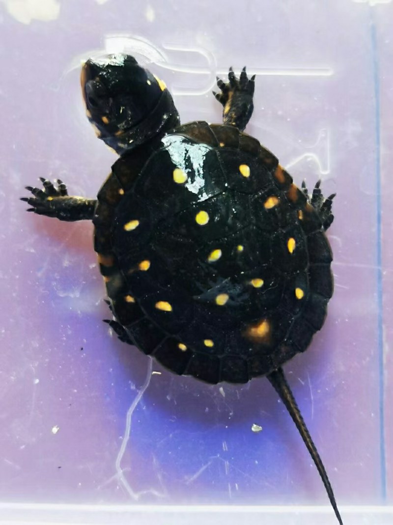 星点精品苗