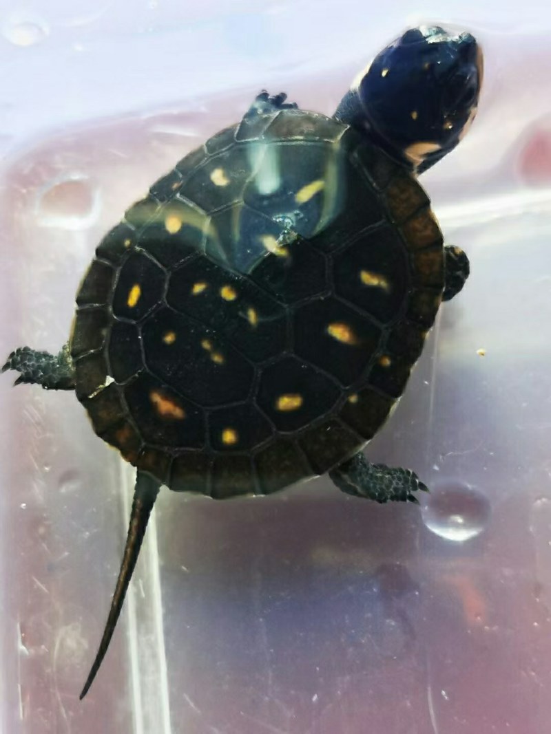 星点精品苗