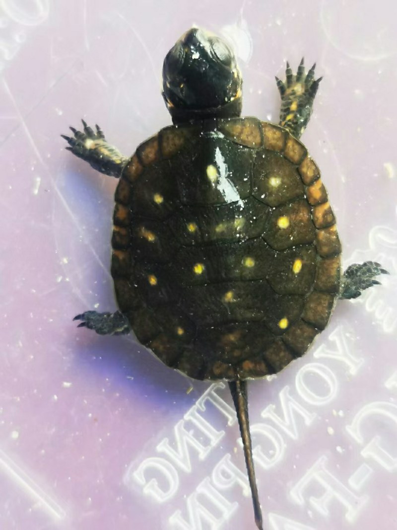 星点精品苗