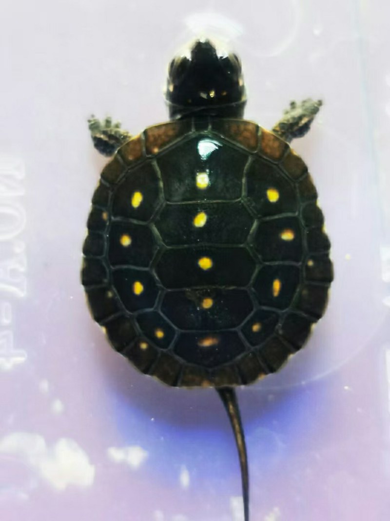 星点精品苗