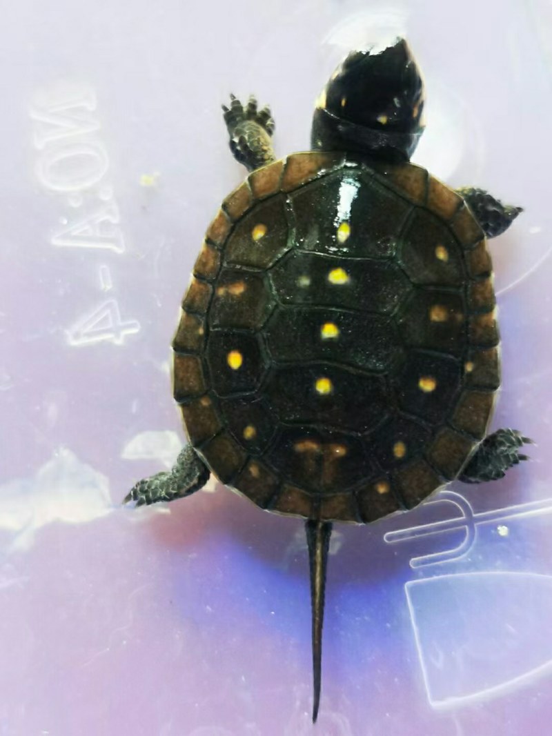 星点精品苗