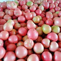大棚西红柿，硬粉西红柿，粉红西红柿