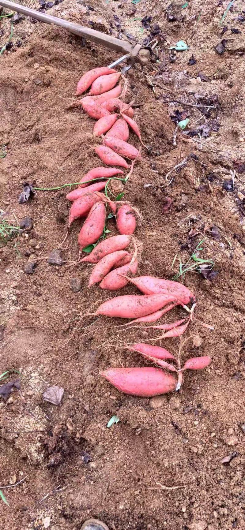 【牛商推荐】临沂沂蒙山丘陵烟薯25口感好型美欢迎咨询