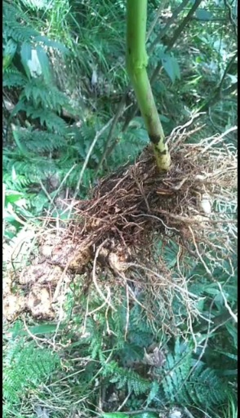 黄精鲜货，姜形多花药食同源九制黄精野生货带根须，