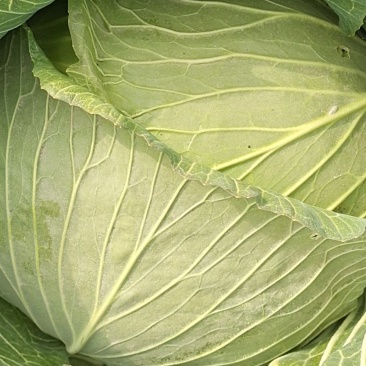 包菜甘肃靖远包菜大量现货口感好色泽鲜艳爱运输