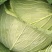 包菜甘肃靖远包菜大量现货口感好色泽鲜艳爱运输