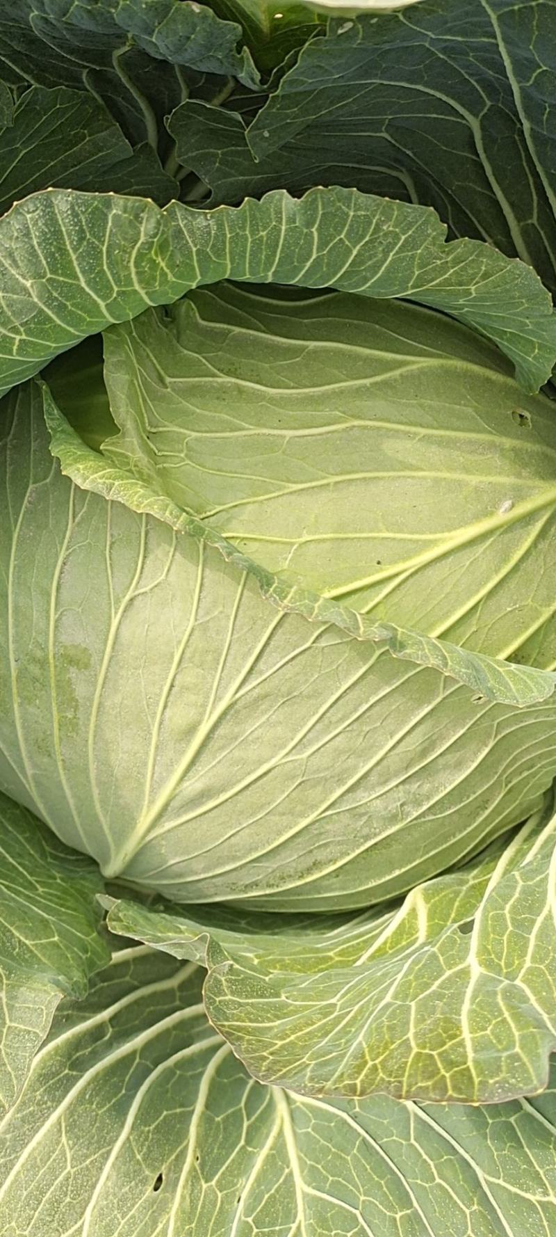 包菜甘肃靖远包菜大量现货口感好色泽鲜艳爱运输